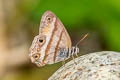 Penelope's Ringlet Cissia penelope