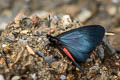 Pink-bodied Altinote Altinote neleus neleus