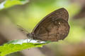 Plain Satyr Forsterinaria inornata