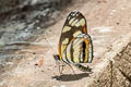 Polina Crescent Eresia polina polina (Three-spotted Crescent)