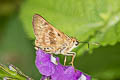 Pompeius Skipper Pompeius pompeius