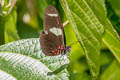 Red-streaked Blue Heliconian Heliconius leucadia andromeda