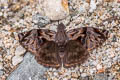 Red-studded Skipper Noctuana stator