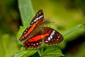 Red Peacock Anartia amathea amathea