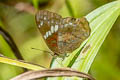 Red Peacock Anartia amathea amathea