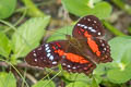 Red Peacock Anartia amathea amathea