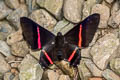 Redline Doctor Ancyluris meliboeus eudaemon