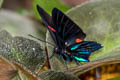 Redline Doctor Ancyluris meliboeus eudaemon