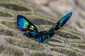 Redline Doctor Ancyluris meliboeus eudaemon