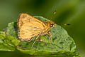 Redundant Skipper Corticea corticea