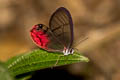 Rusted Clearwing Satyr Cithaerias pireta pireta