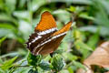 Rusty-tipped Page Siproeta epaphus epaphus