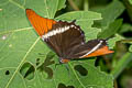 Rusty-tipped Page Siproeta epaphus epaphus