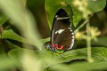 Sara Longwing Heliconius sara sara