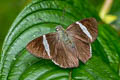 Sharp Banded Skipper Cecropterus zarex