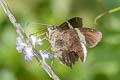 Sharp Banded Skipper Cecropterus zarex