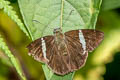 Sharp Banded Skipper Cecropterus zarex