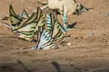 Short-lined  Kite Swallowtail Neographium agesilaus autosilaus (Red-underlined Kite Swallowtail)
