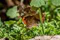 Sideburned Mapwing Hypanartia lindigii