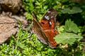 Sideburned Mapwing Hypanartia lindigii