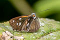 Silver-plated Skipper Corra coryna coryna (Silvery Fantastic Skipper)