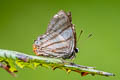 Striped Sombremark Pelolasia hahneli