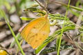 Tailed Orange Pyrisitia proterpia