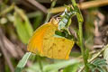 Tailed Orange Pyrisitia proterpia