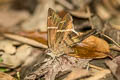 Teleus Longtail Spicauda teleus