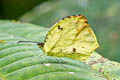 Tropical Yellow Eurema xantochlora xantochlora