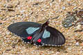 Variable Cattleheart Parides erithalion lacydes