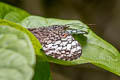 Variable Cracker Hamadryas feronia farinulenta