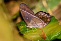 Violet-banded Phantom Satyr Pierella lena lena