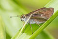 Violet-banded Skipper Nyctelius nyctelius nyctelius
