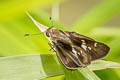 Violet-banded Skipper Nyctelius nyctelius nyctelius