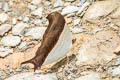 Waiter Daggerwing Marpesia zerynthia dentigera