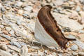 Waiter Daggerwing Marpesia zerynthia dentigera