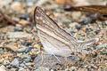 White-striped Daggerwnig Marpesia crethon