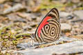 Widespread Eighty-eight Diaethria clymena peruviana