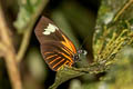 Yellow-ringed Longwing Heliconius xanthocles napoensis