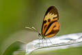 Yellow-tipped Ticlear Ceratinia tutia ssp.