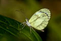 Zathoe Mimic White Dismorphia zathoe othoe (Colombian Mimic White)
