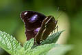 Great Eggfly Hypolimnas bolina ssp. (Blue Moon)