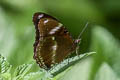 Great Eggfly Hypolimnas bolina ssp. (Blue Moon)