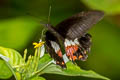 Ambrax Swallowtail Papilio ambrax ambrax