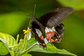 Ambrax Swallowtail Papilio ambrax ambrax