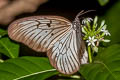 Blanchard's Tree Nymph Idea blanchardii blanchardii