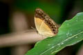 Bordered Rustic Cupha prosope turneri