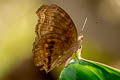 Brown Pansy Junonia hedonia zelima (Brown Soldier)