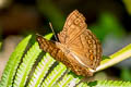 Brown Pansy Junonia hedonia zelima (Brown Soldier)